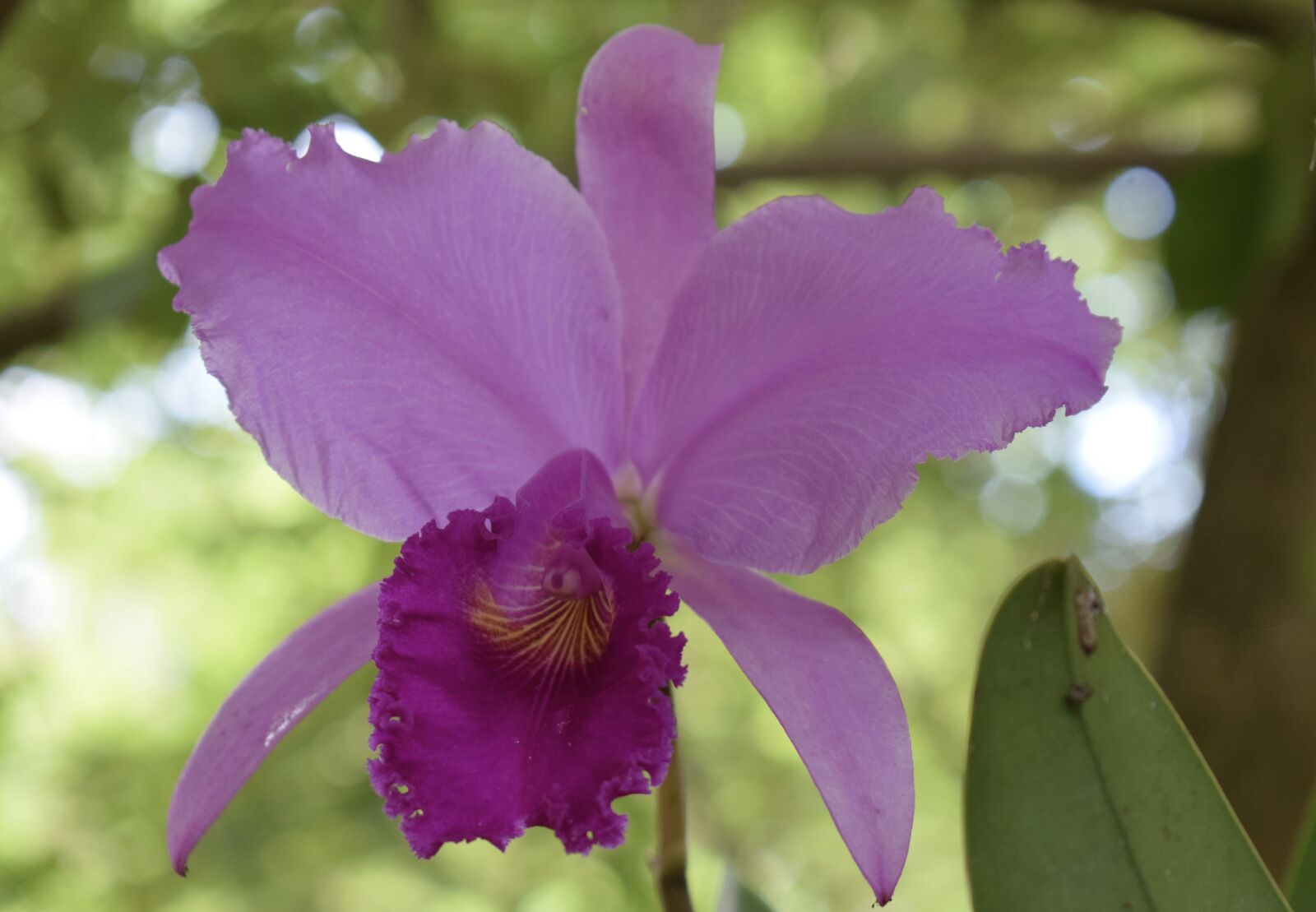 Nikon D5300 sample photo. Flower, colombia, orchid photography