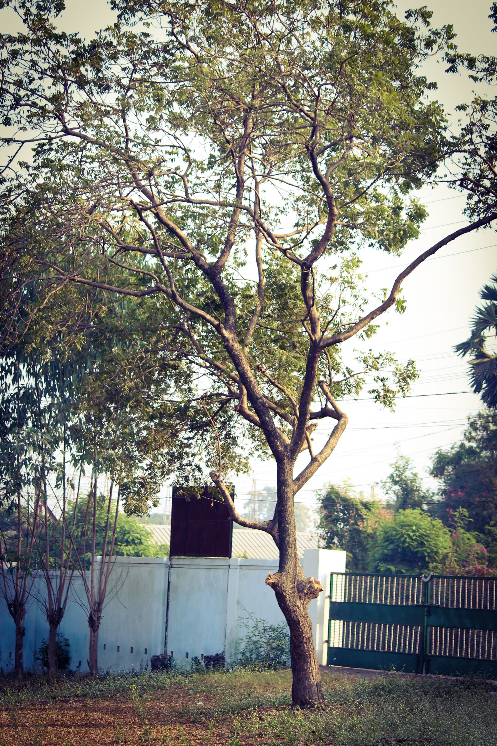Canon EOS 1200D (EOS Rebel T5 / EOS Kiss X70 / EOS Hi) sample photo. Green, leaved, tree, near photography