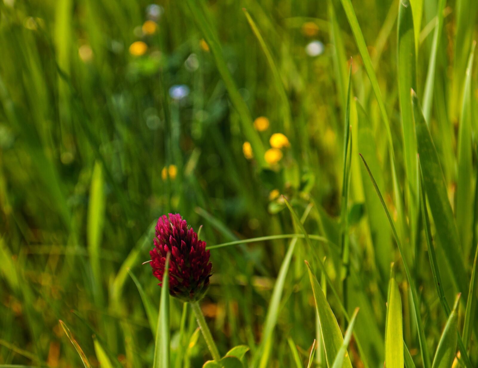 Nikon D90 sample photo. Red flower, spring, beautiful photography
