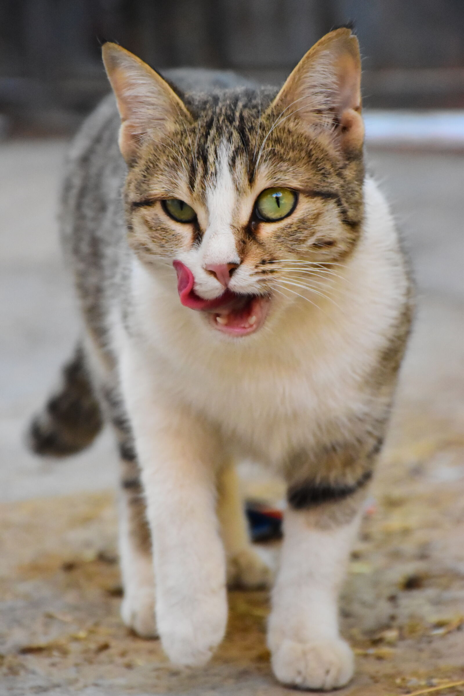 Nikon D5600 sample photo