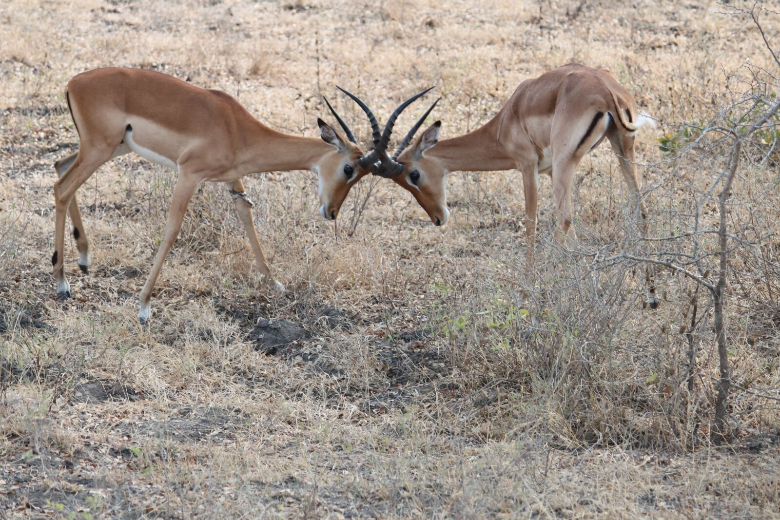 Canon EOS 500D (EOS Rebel T1i / EOS Kiss X3) sample photo. Africa, safari, tanzania photography