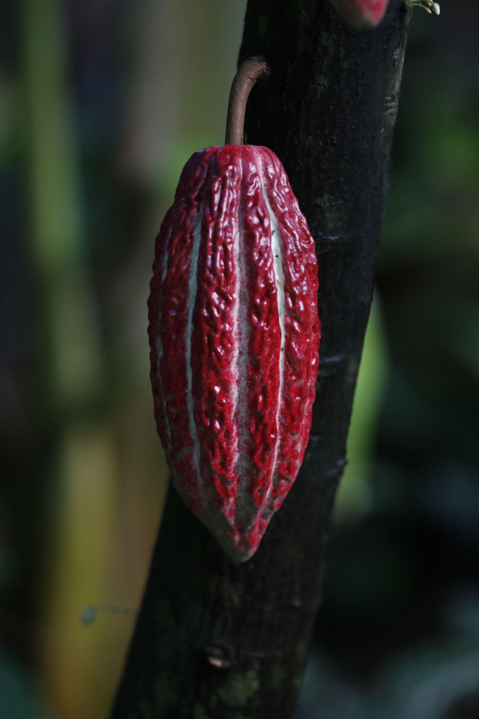 Canon EOS 80D sample photo. Nature, plant, cocoa photography