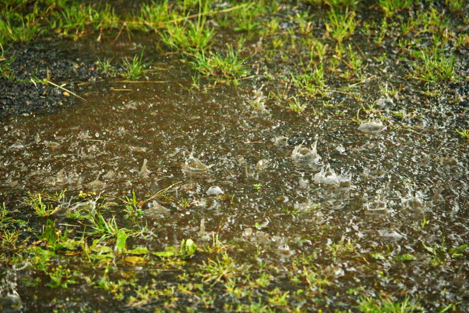 Canon EOS 100D (EOS Rebel SL1 / EOS Kiss X7) sample photo. Rain, puddle, drip photography
