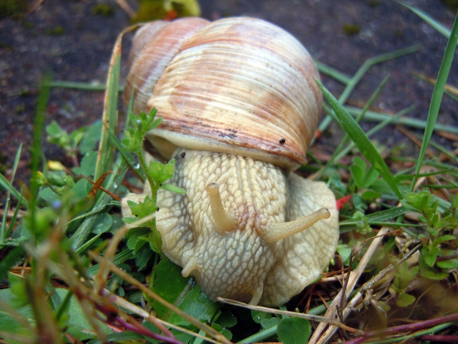 Nikon Coolpix S8000 sample photo. "Marko recording, snail, mollusk" photography