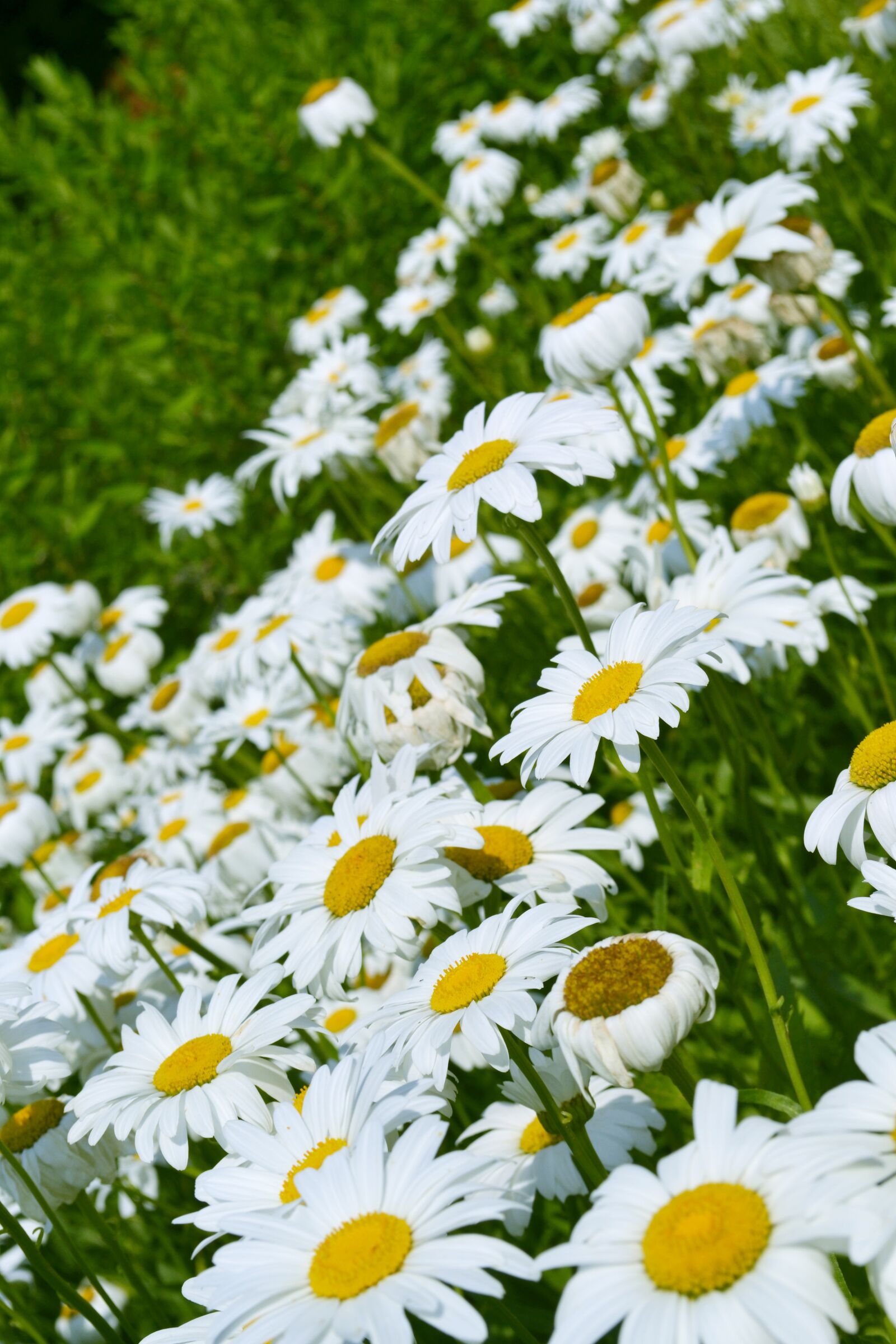 Nikon D3100 sample photo. Flowers, lawn, summer photography