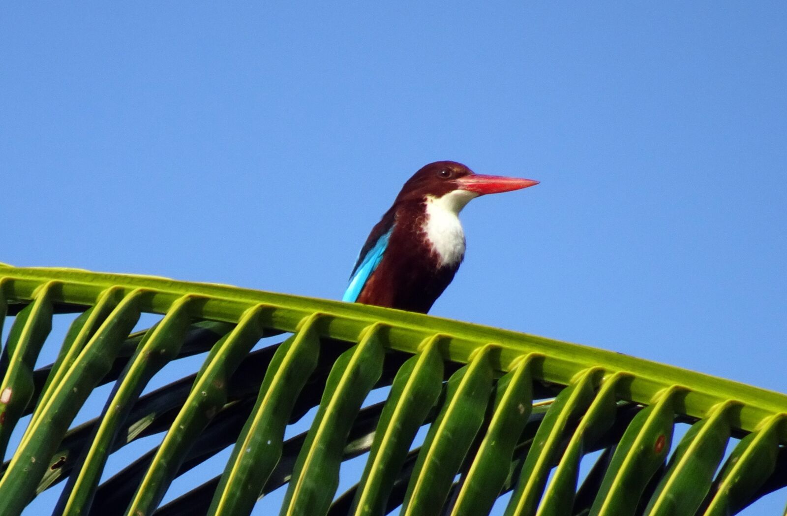 Sony Cyber-shot DSC-HX90V sample photo. Bird, kingfisher, white-throated kingfisher photography