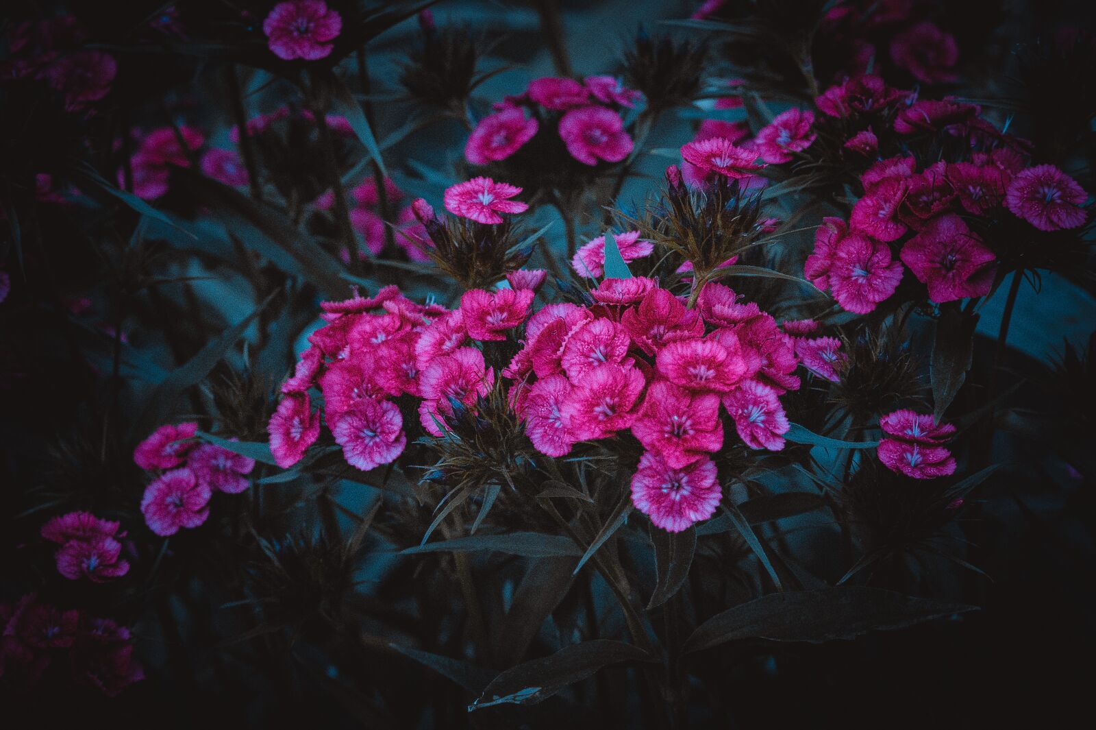 Sony 85mm F2.8 SAM sample photo. Clove, pink, flower photography