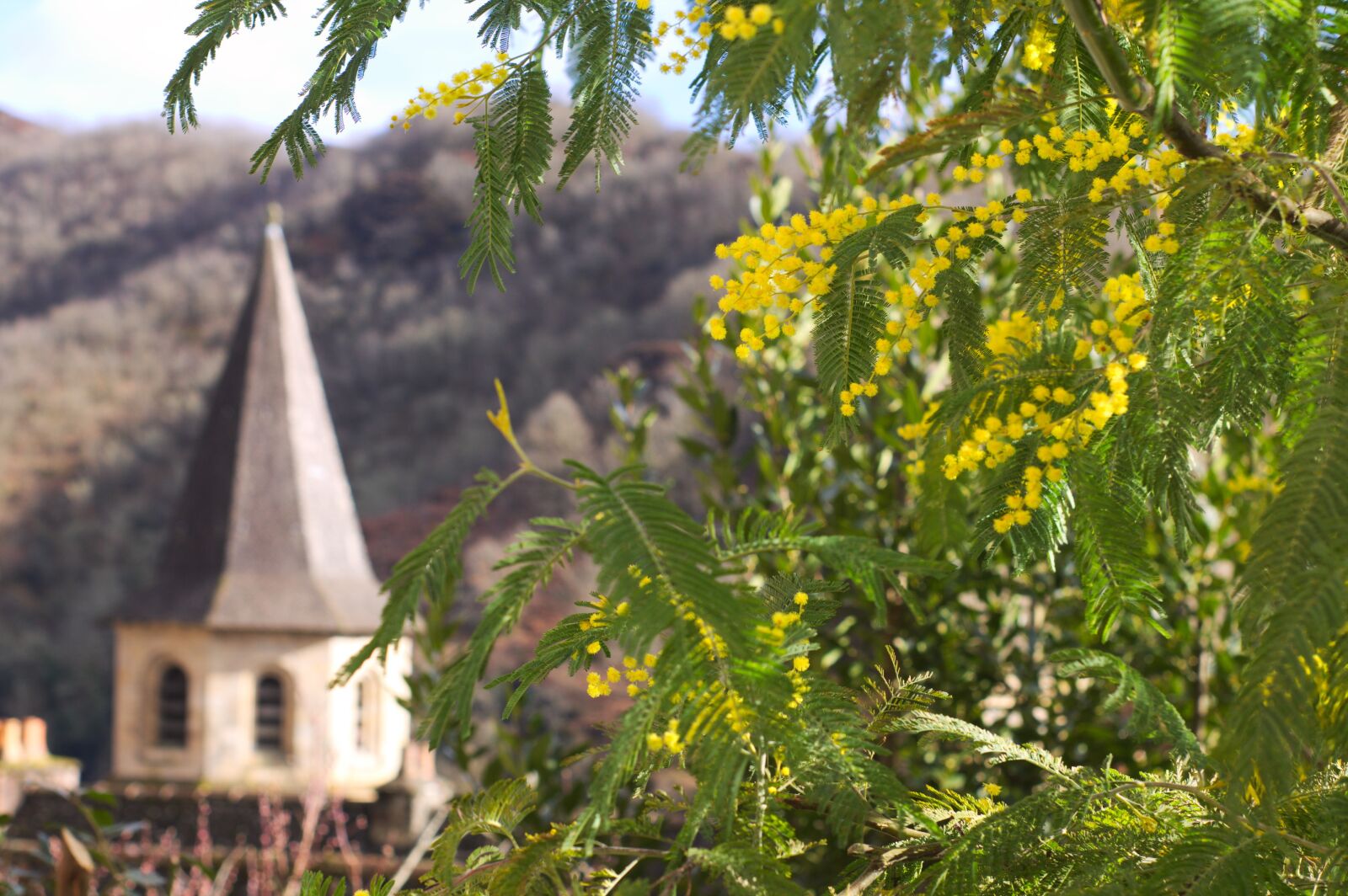 Canon EOS 1100D (EOS Rebel T3 / EOS Kiss X50) sample photo. Conques, mimosas, flower photography