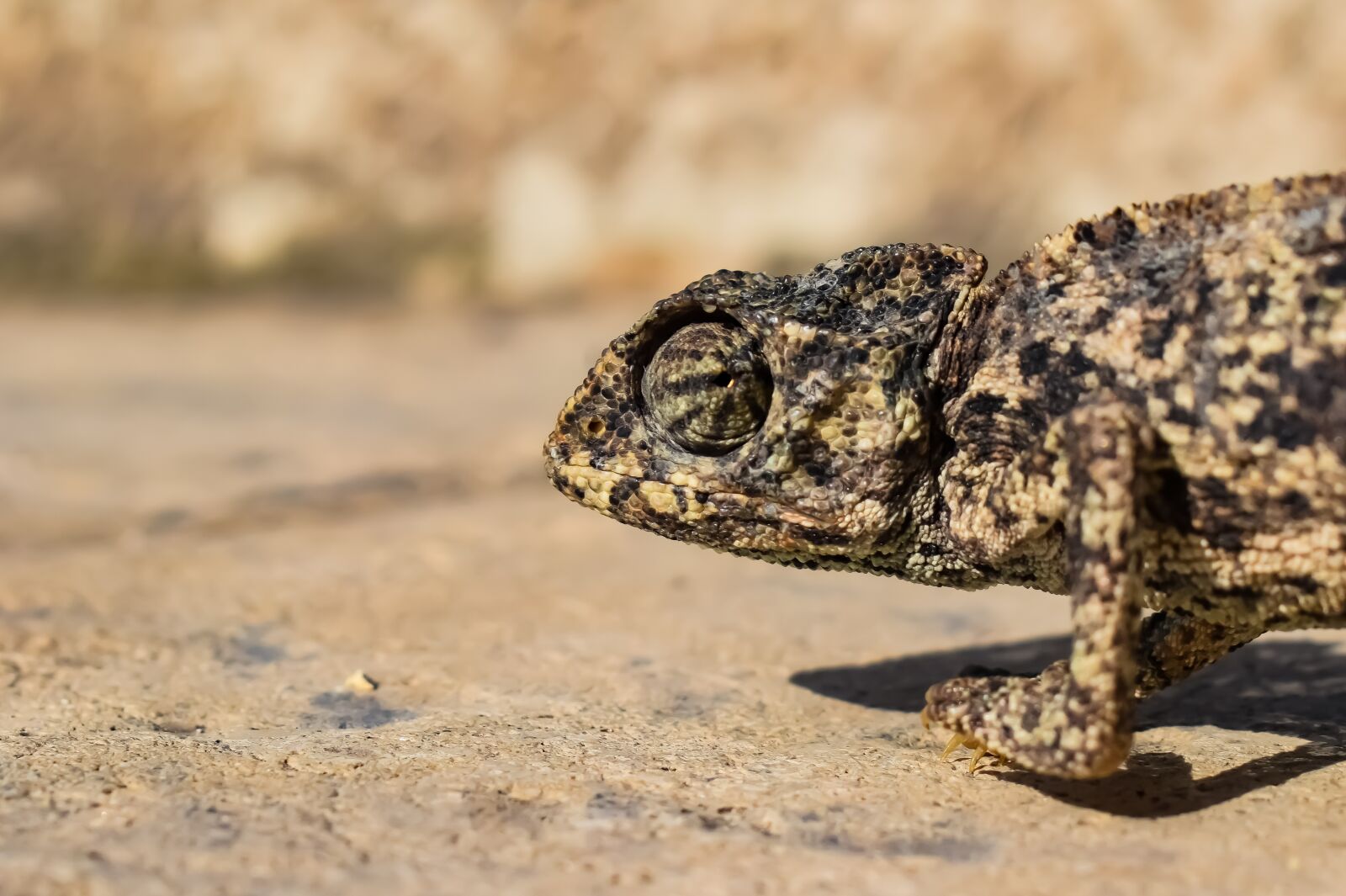 Nikon D3300 sample photo. Chameleon, nature, reptile photography