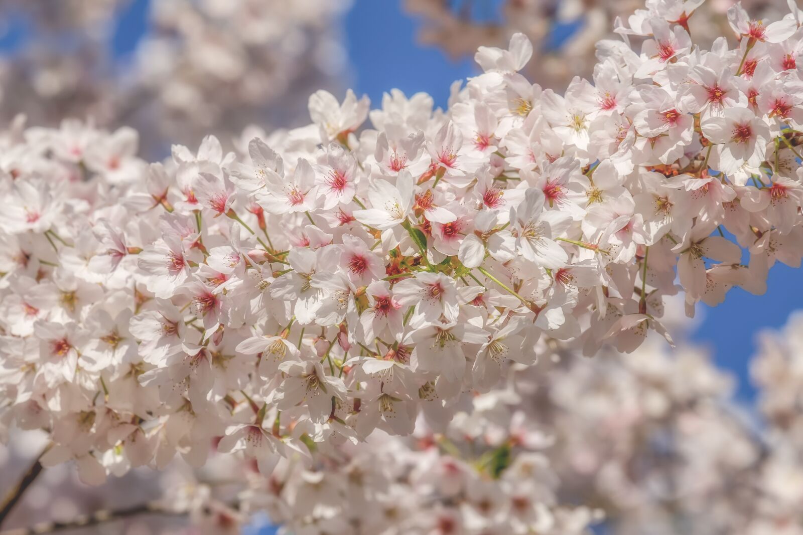 Fujifilm XF 55-200mm F3.5-4.8 R LM OIS sample photo. Cherry blossom, tree, spring photography