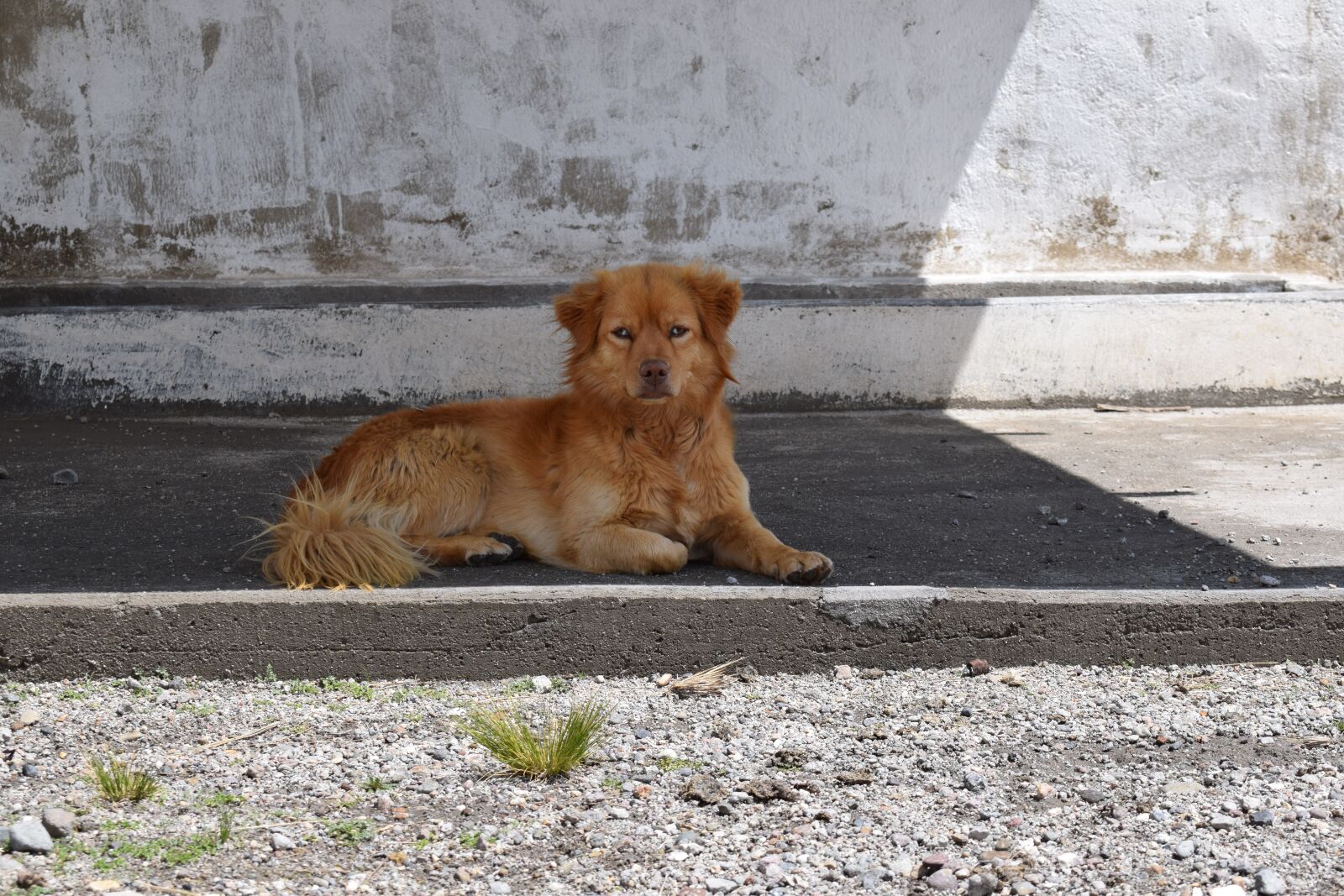 Nikon D5300 sample photo. Puppy, dog, perron photography