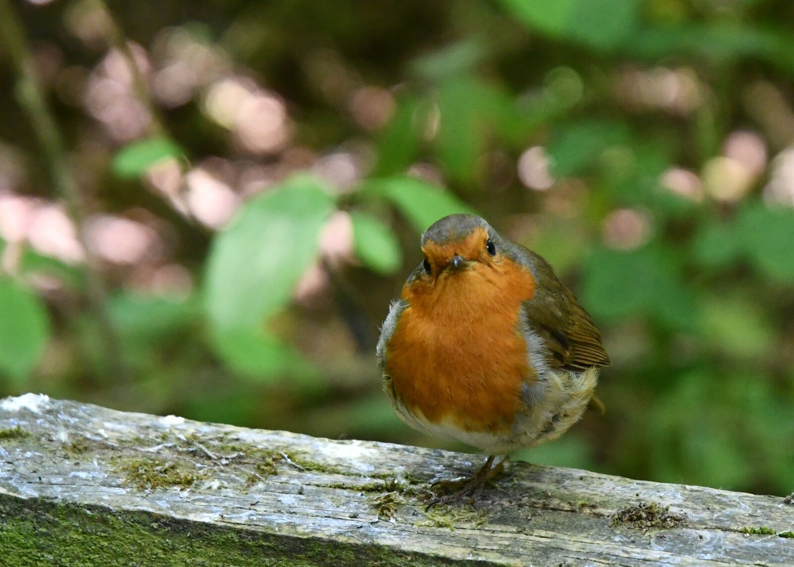 Nikon D7500 sample photo. Robin, robin redbreast, garden photography