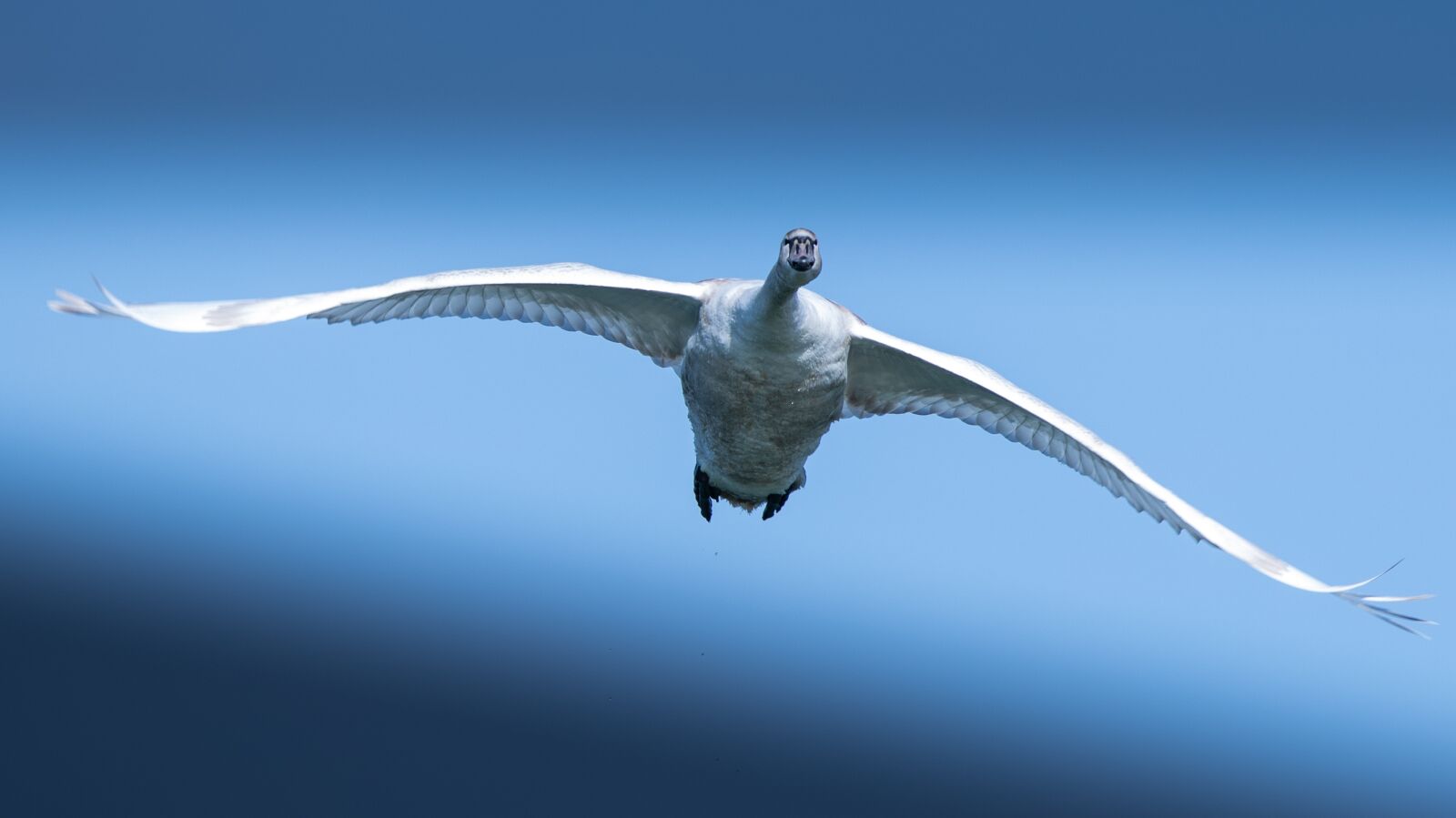 Canon EF 300mm F2.8L IS USM sample photo. Swan, waterfowl, flight photography