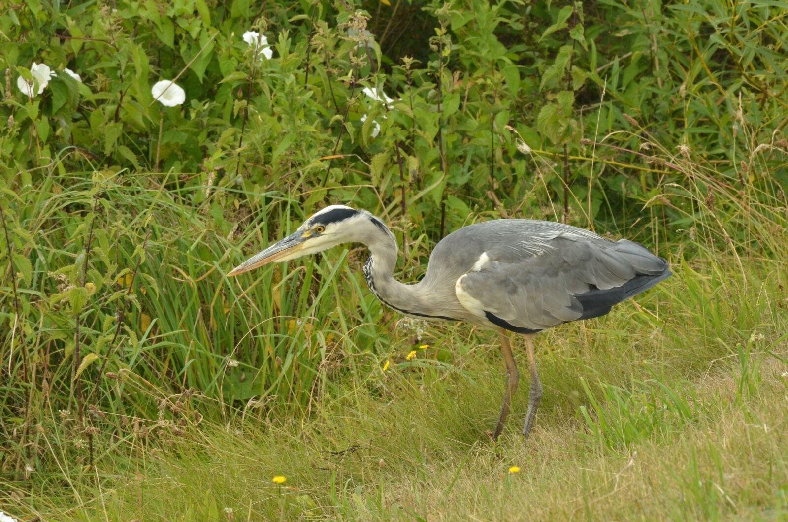 Nikon D7000 sample photo. Heron, bird, blue photography