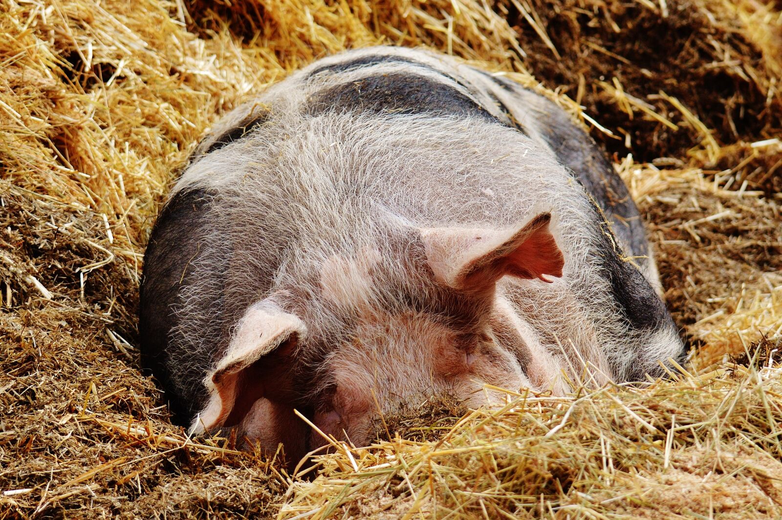 Nikon D3200 sample photo. Pig, good aiderbichl, sanctuary photography
