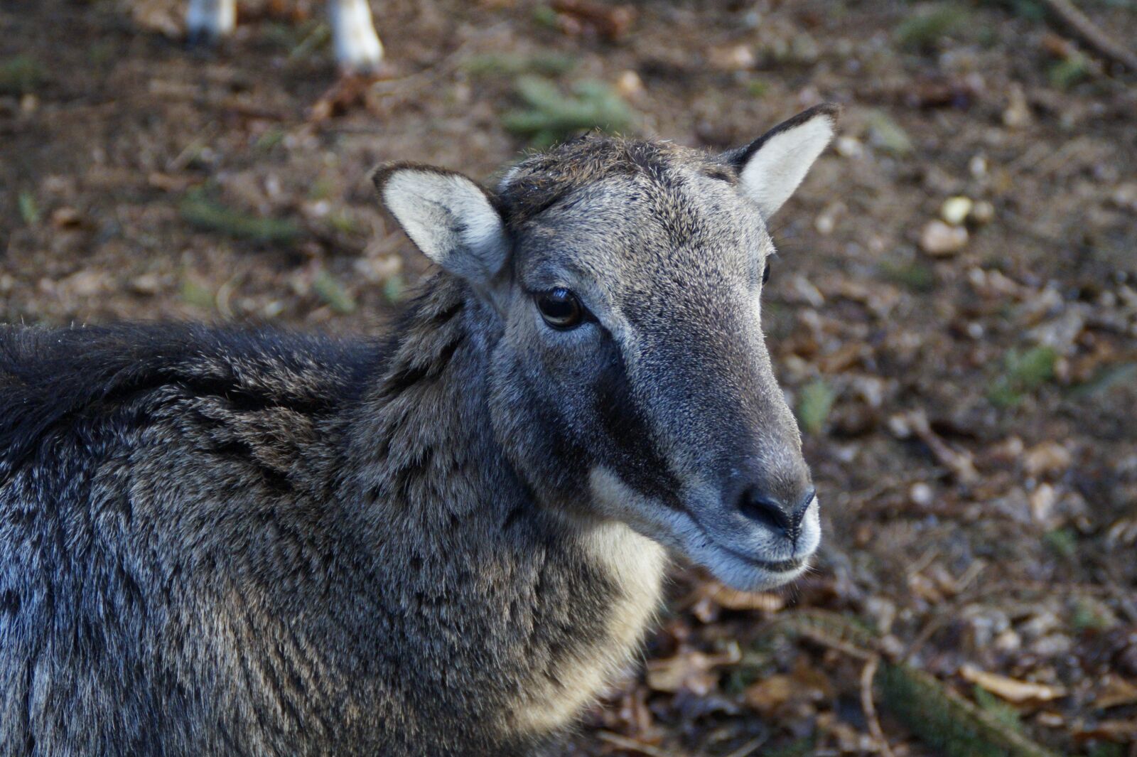 Sony SLT-A58 sample photo. Sheep, fur, head drawing photography