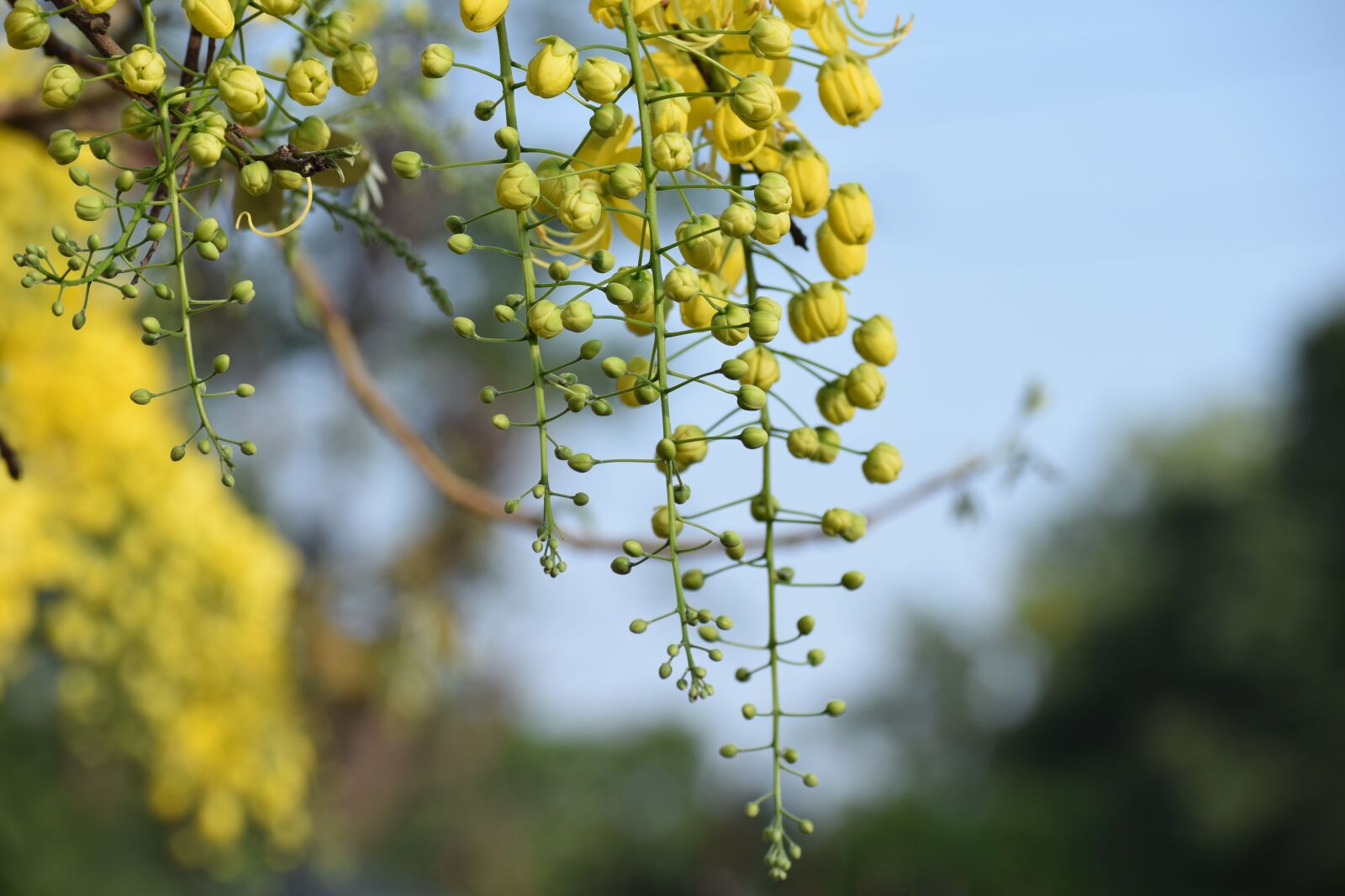 Nikon D3300 sample photo. Flowers, bud, yellow photography