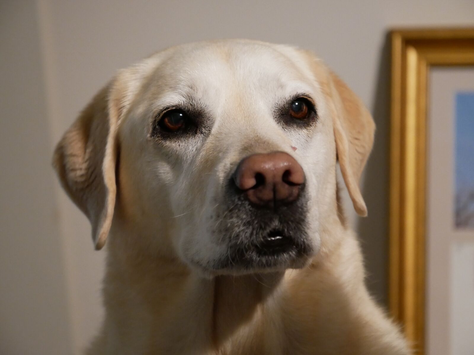 Panasonic Lumix DMC-G85 (Lumix DMC-G80) sample photo. Labrador, dog, pet photography