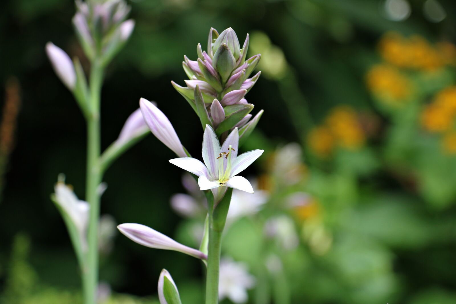 Canon EOS 550D (EOS Rebel T2i / EOS Kiss X4) sample photo. Flower, white, white flower photography