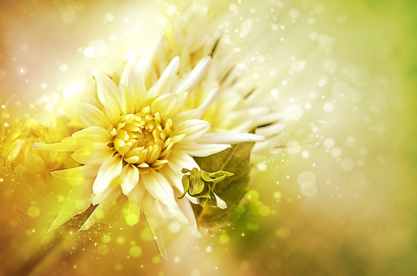 Nikon D5100 sample photo. Dahlia, playa blanca, cactus photography