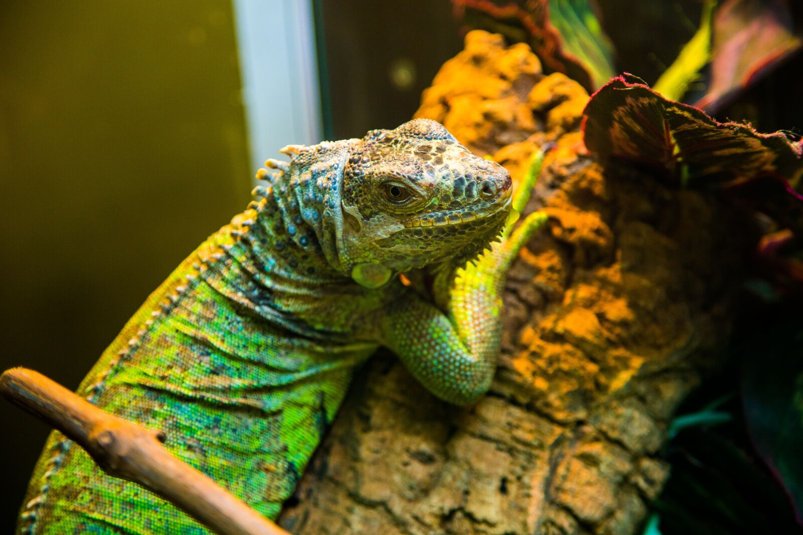 Canon EOS 5D Mark III sample photo. Iguana, lizard, reptile photography