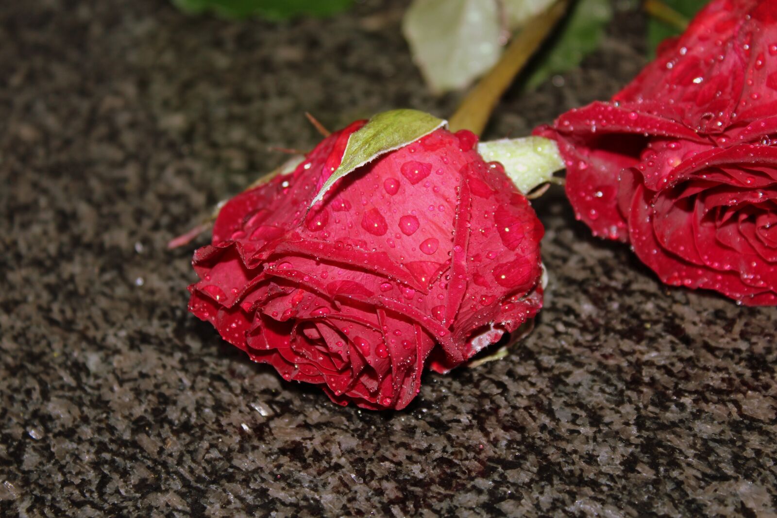Canon EOS 1200D (EOS Rebel T5 / EOS Kiss X70 / EOS Hi) sample photo. Rose, flower, rain photography