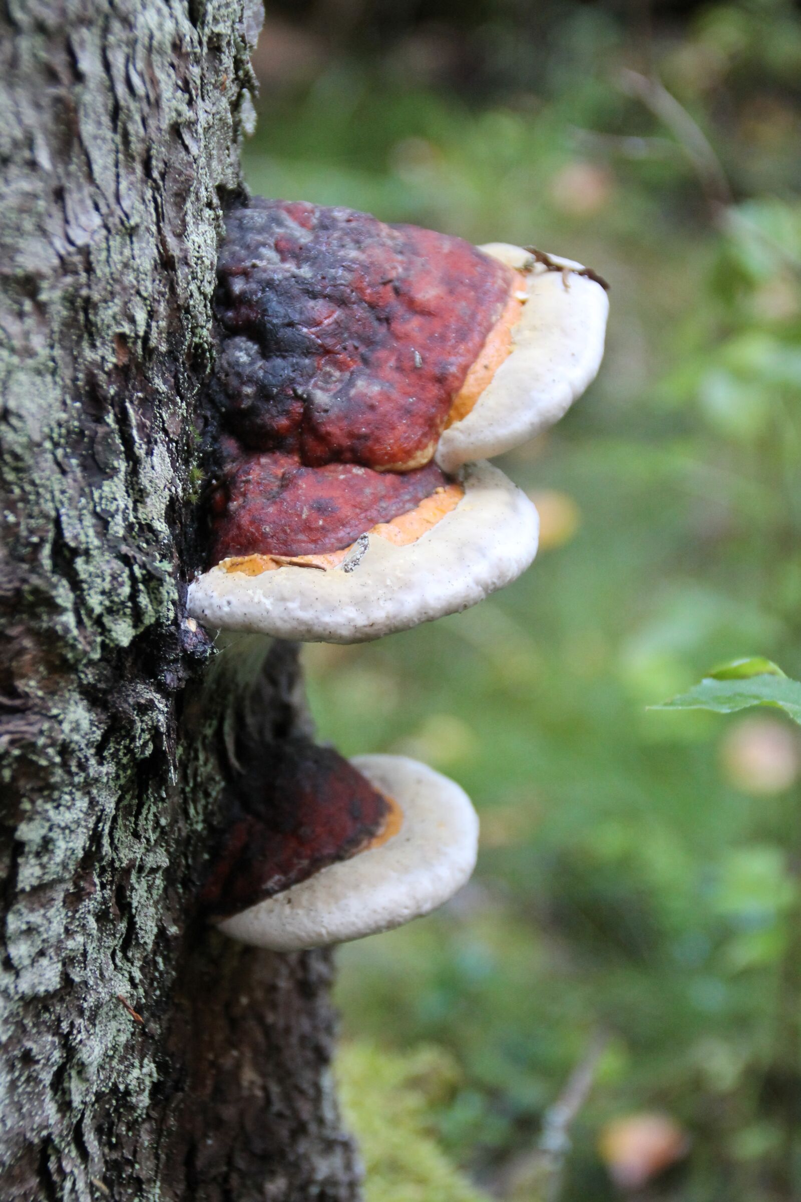 Canon EOS 1100D (EOS Rebel T3 / EOS Kiss X50) sample photo. Punk, mushroom, tree photography