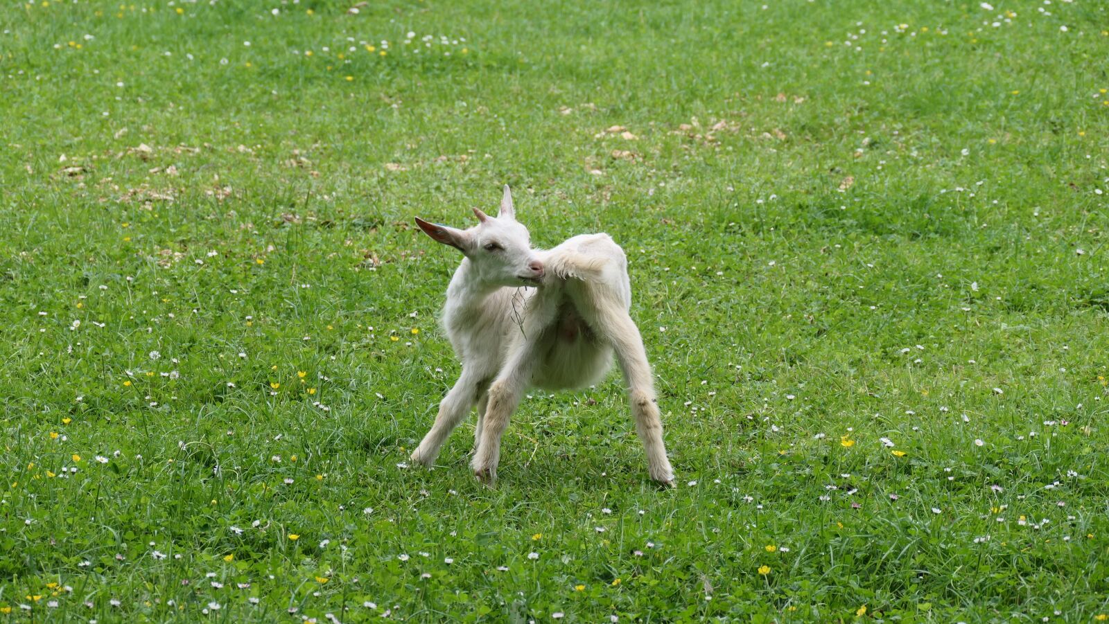 Panasonic DC-FZ10002 sample photo. Animal, kid, animal world photography