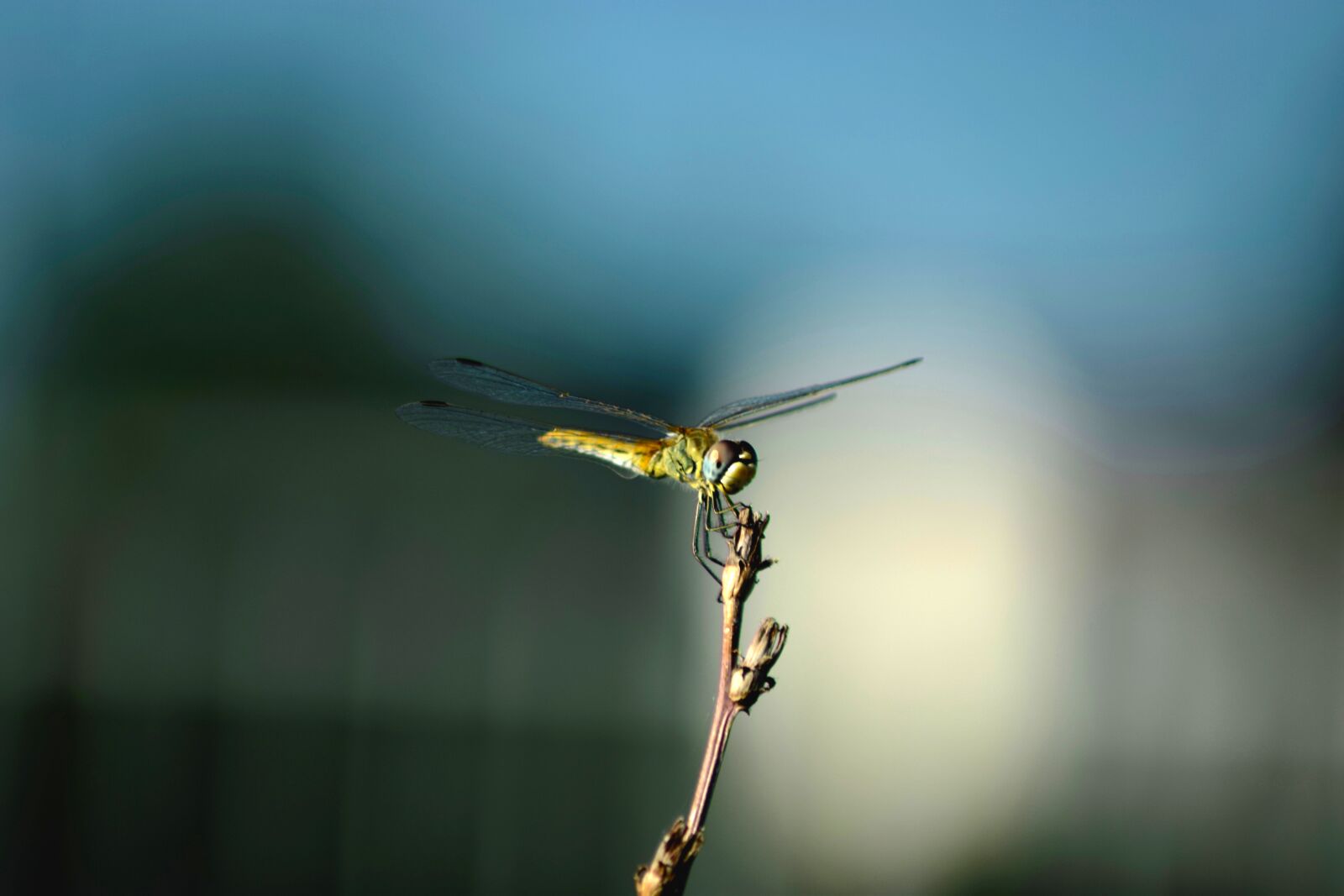 Nikon D3300 sample photo. Dragonfly, fly, insect photography