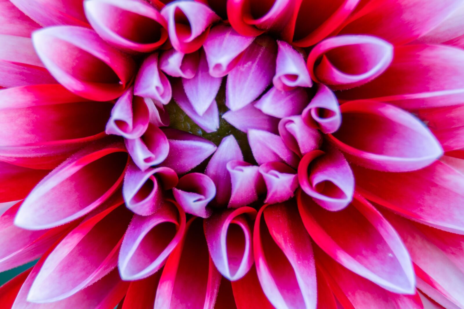 Canon EOS 100D (EOS Rebel SL1 / EOS Kiss X7) sample photo. Dalia, flower, dahlias photography