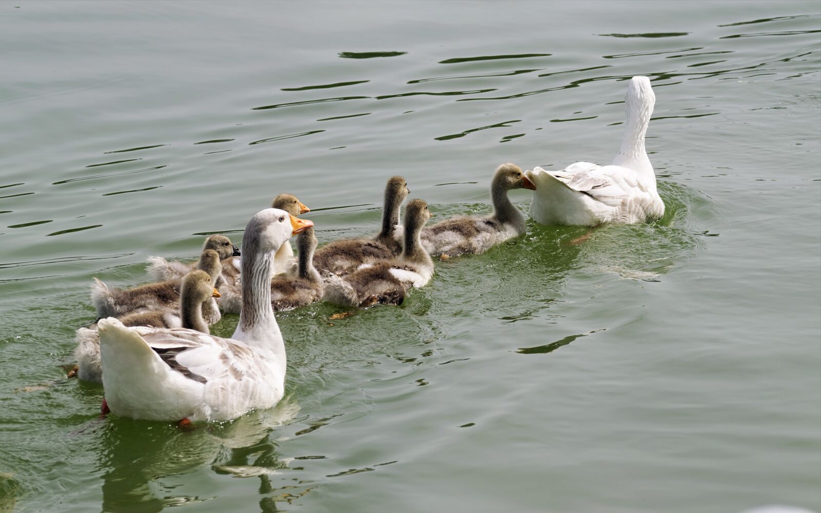 Nikon D5300 sample photo. Goose, chicken, birds photography
