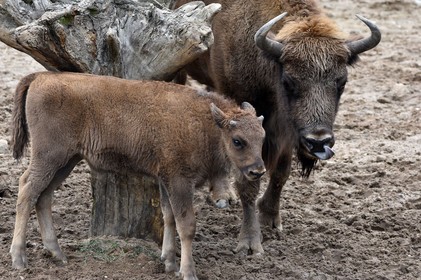 Nikon D3400 sample photo. Bison, calf, animals photography