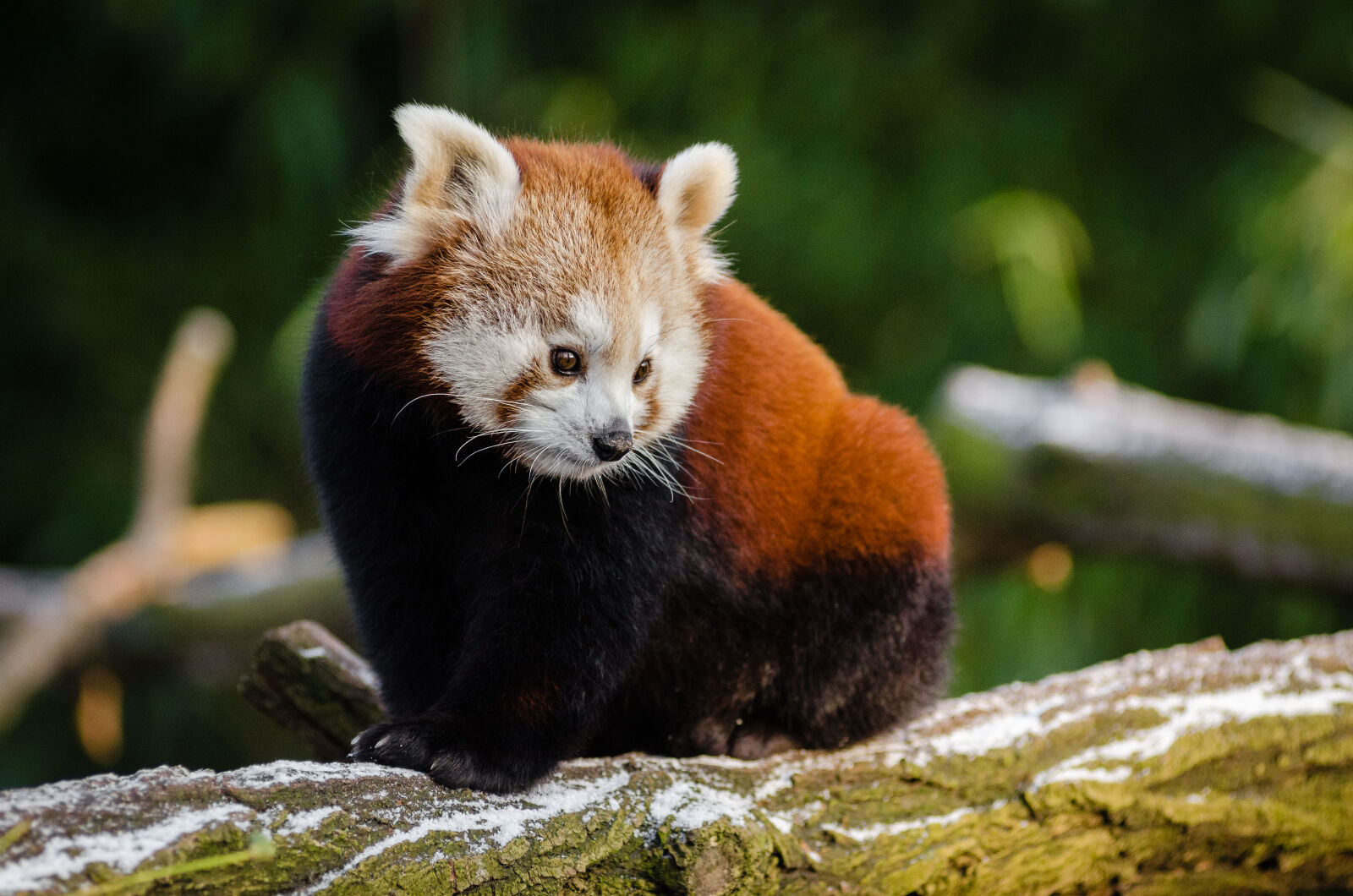 AF Zoom-Nikkor 80-200mm f/2.8 ED sample photo