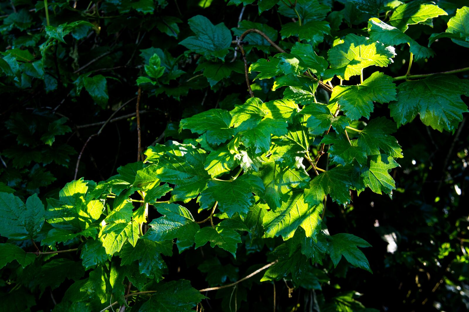 Sony E 18-55mm F3.5-5.6 OSS sample photo. Garden, leaves, leaf photography