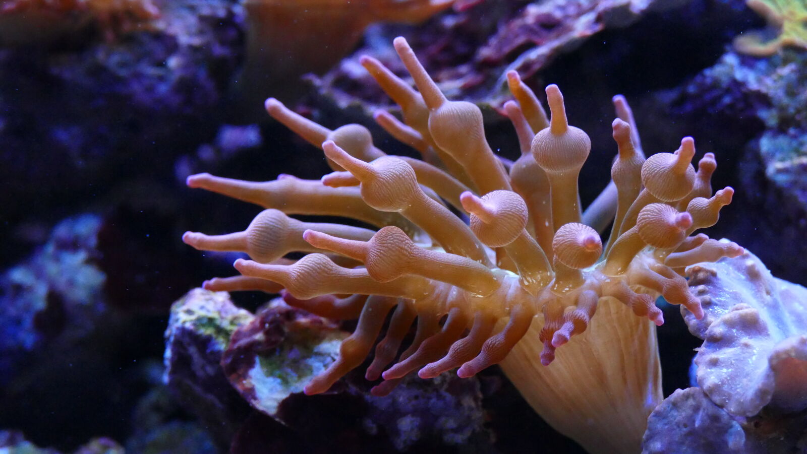 Panasonic Lumix DMC-FZ1000 sample photo. Anemone, aquarium, aquatic, coral photography