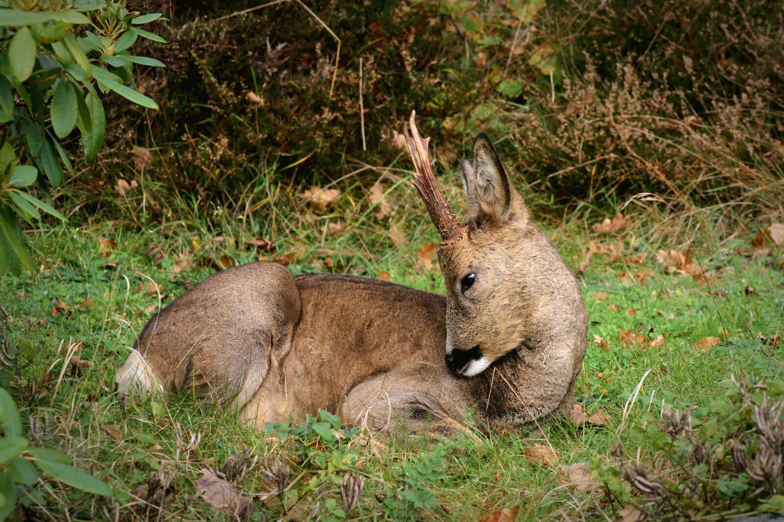 Canon EOS 7D sample photo. Deer, buck, roe photography