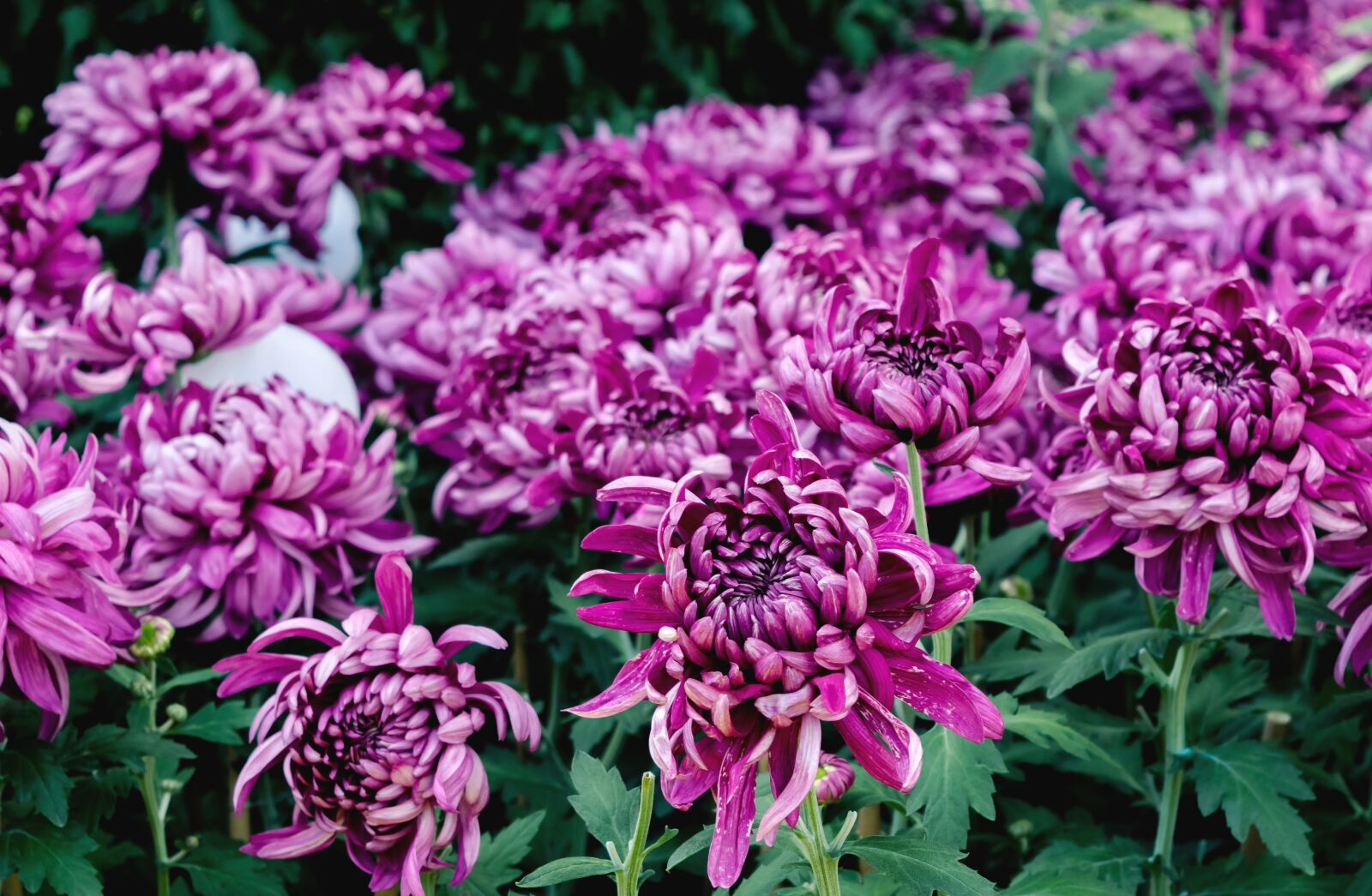 Nikon D5300 sample photo. Chrysanthemum, flowers, flower photography