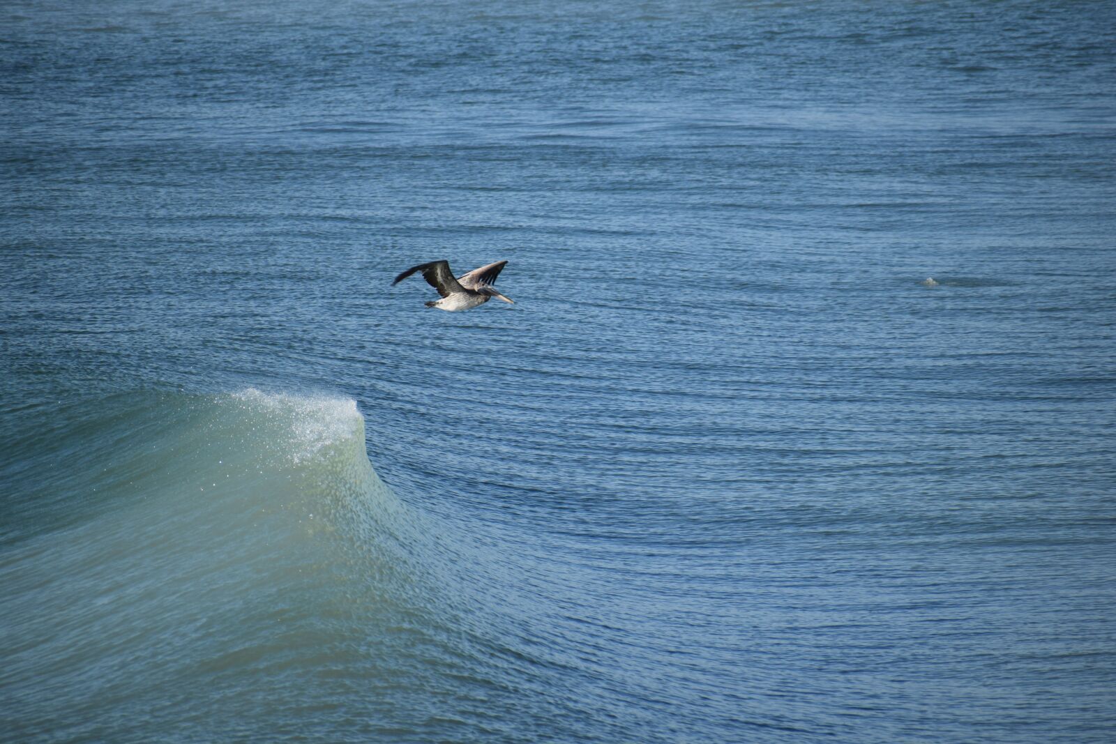 Nikon D3300 sample photo. Bird, ocean, sea photography