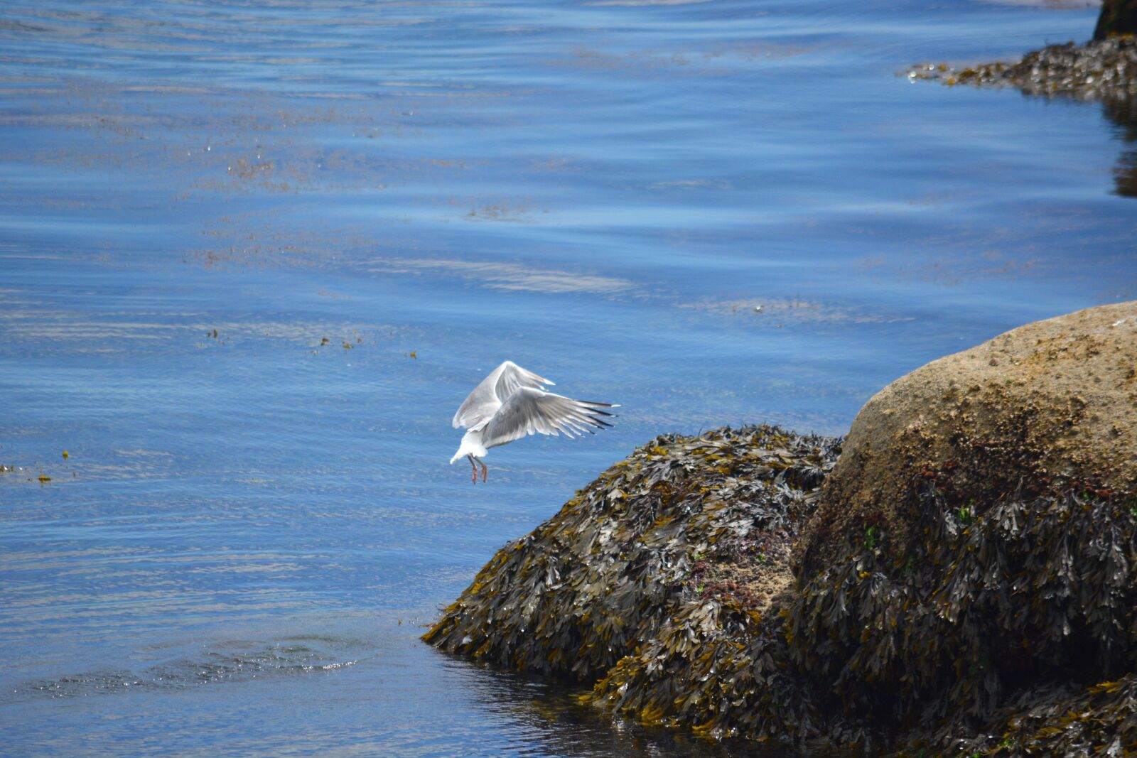 Nikon D5200 sample photo. Bird, gull, animal photography
