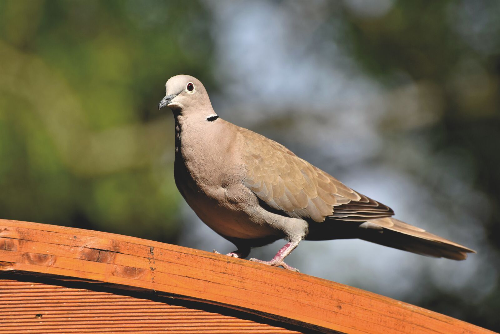 Nikon D7200 sample photo. Dove, ringdove, bird photography