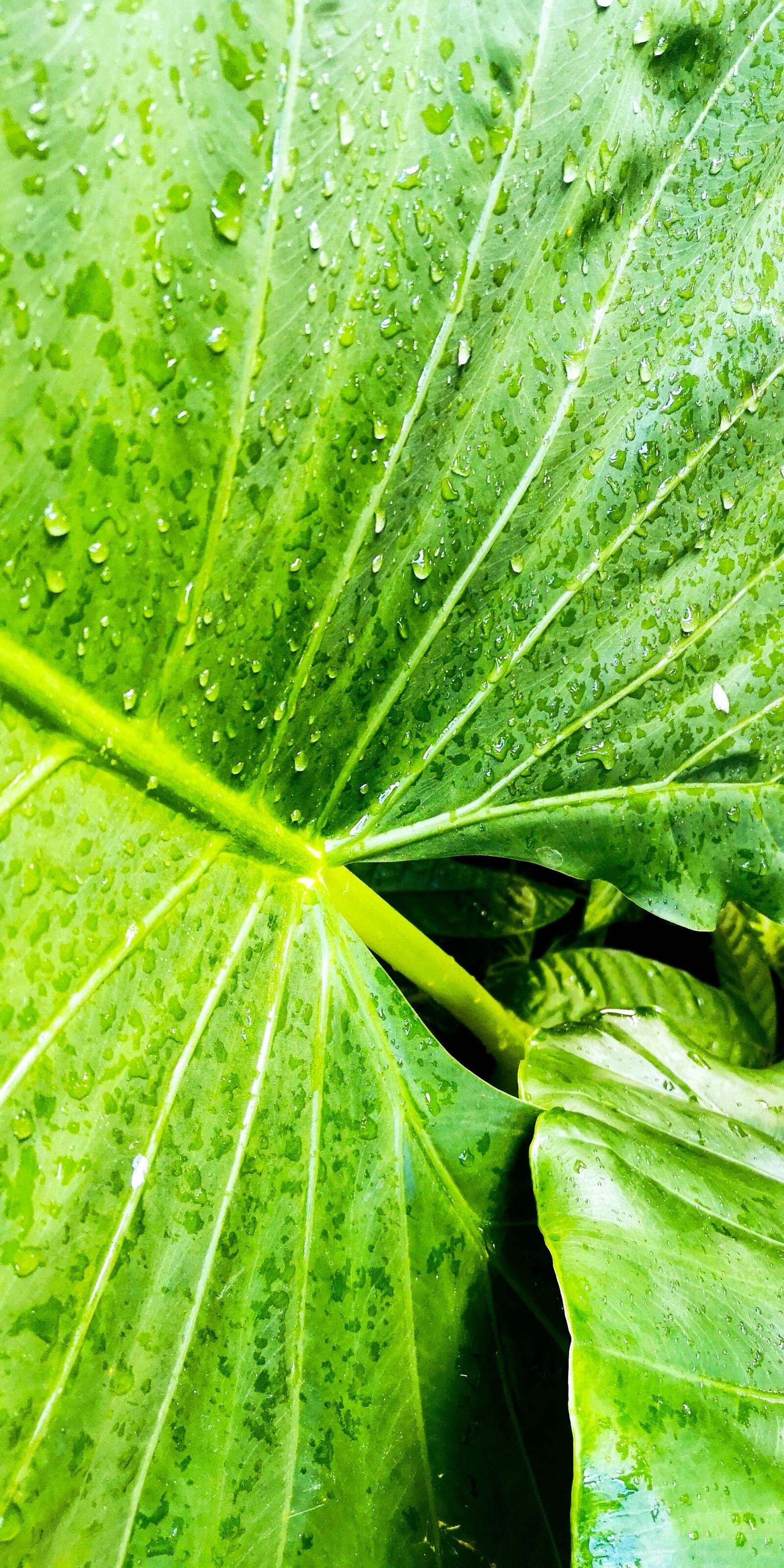 HUAWEI P20 sample photo. Plant, leaf, rainforest photography