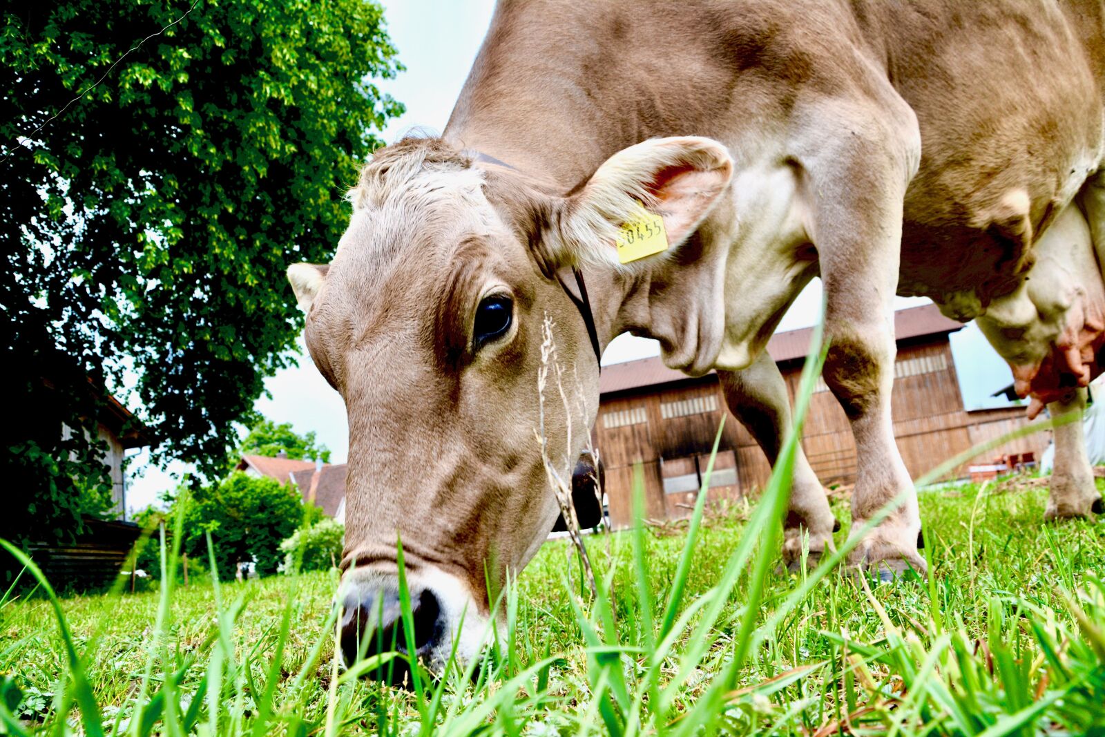 Nikon D5200 sample photo. Cow, agriculture, allgäu photography