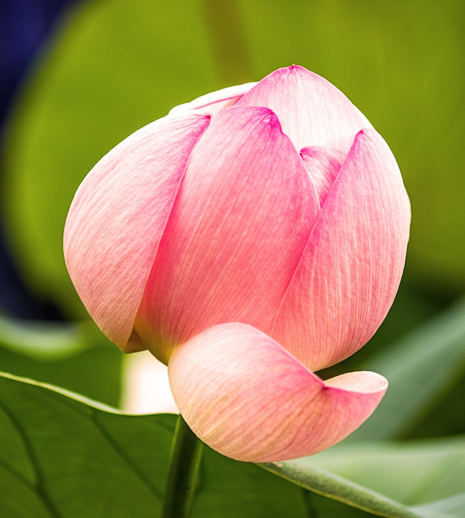Canon EF-S 55-250mm F4-5.6 IS sample photo. Flower, lotus, blossom photography