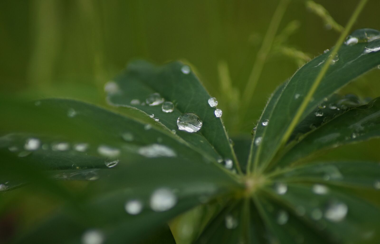Sony SLT-A57 sample photo. Plant, green, dew photography