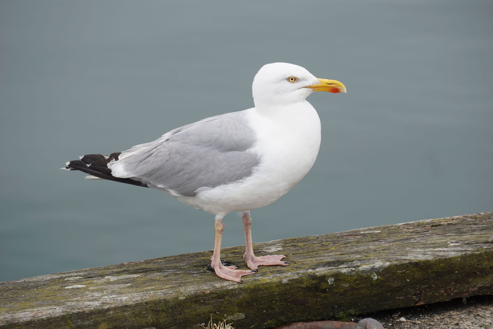 Sony E 55-210mm F4.5-6.3 OSS sample photo. Bird, gull, sea ​​bird photography