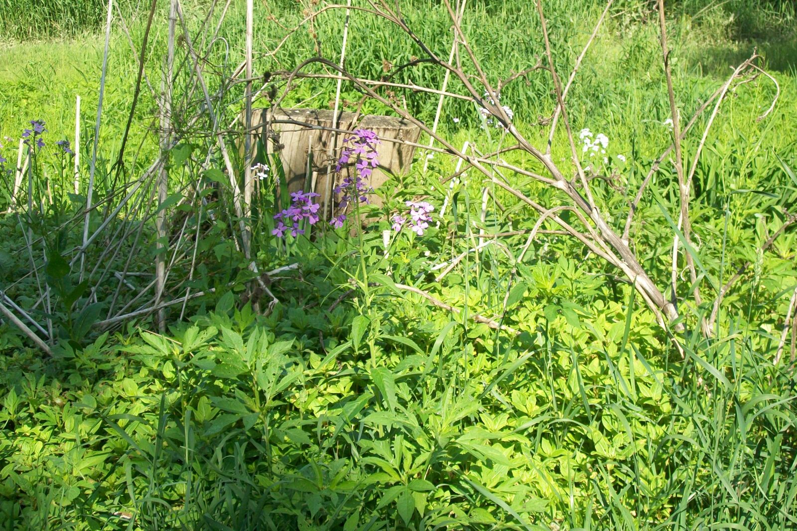 Kodak EasyShare C913 sample photo. Forest, cover photography