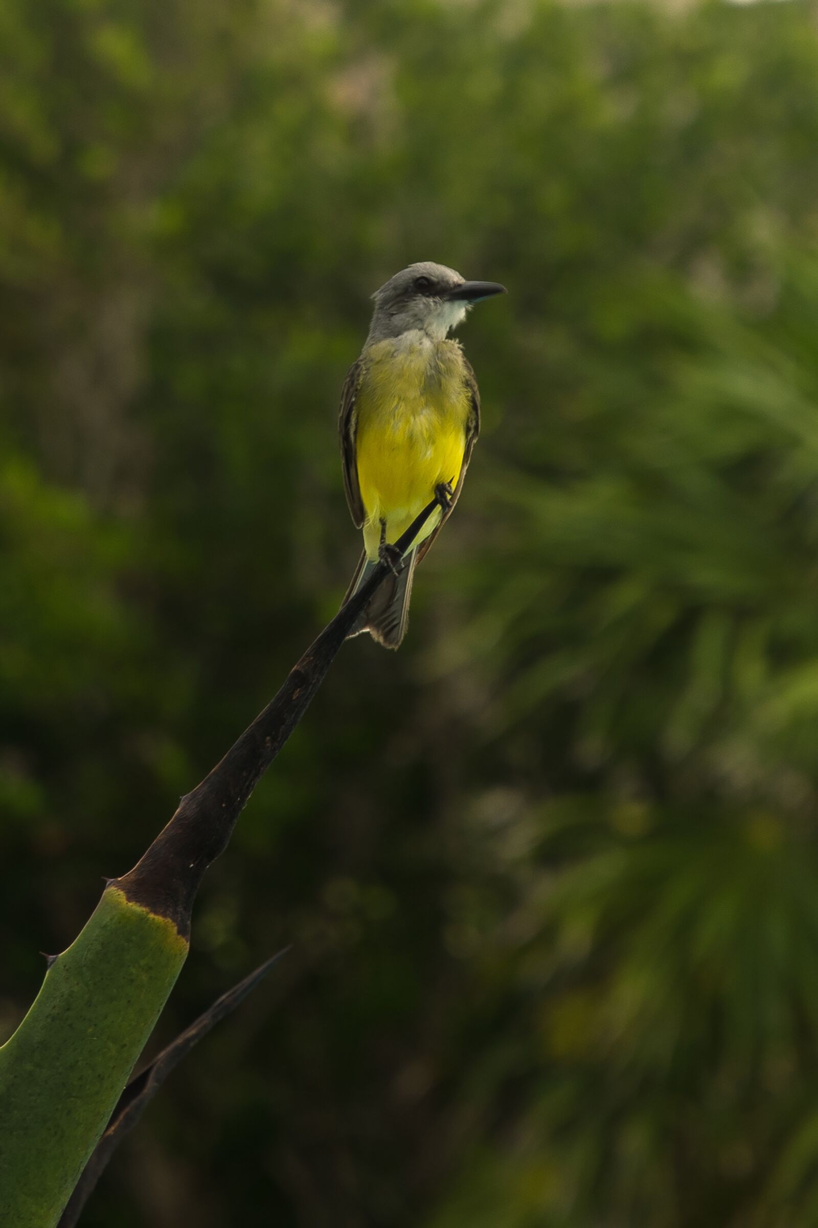 Nikon D5300 sample photo. Caribbean, suriri, ave photography