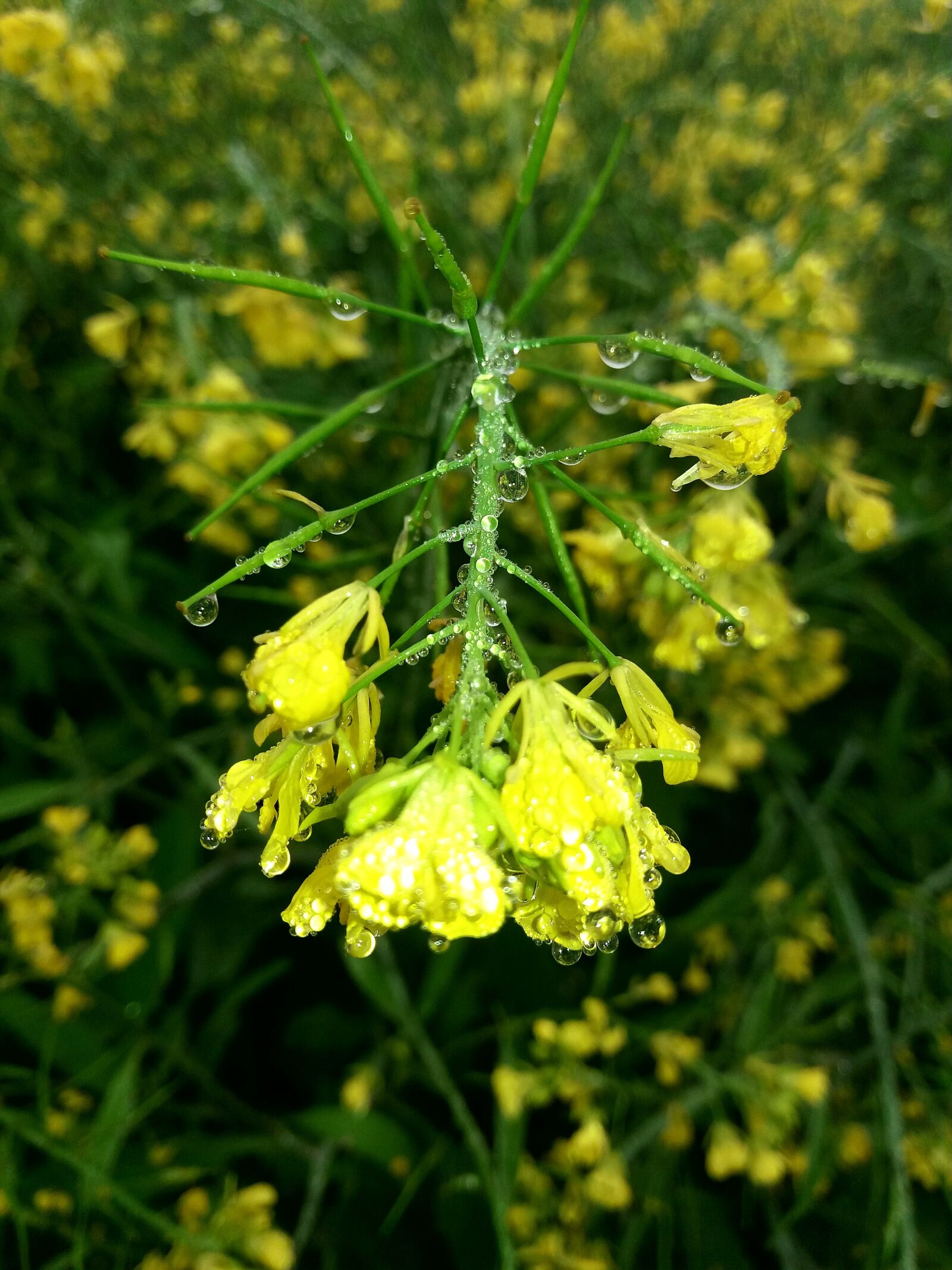 Samsung Galaxy J5 sample photo. Flowers, lieves, yellow photography