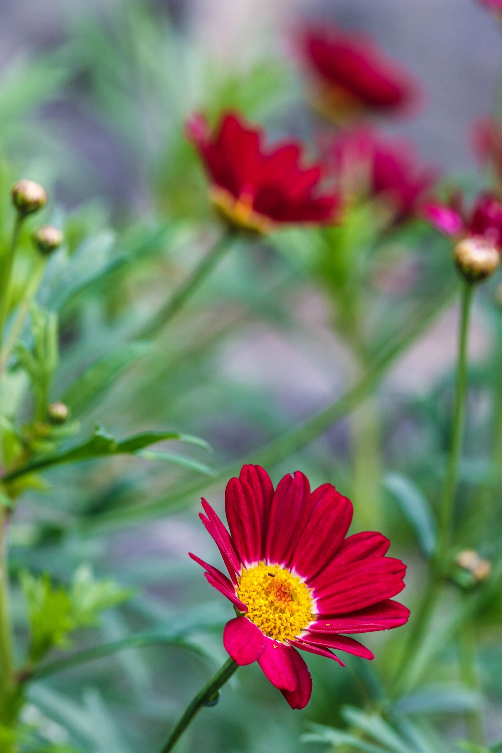 Canon EOS 7D Mark II sample photo. Flower, garden flower, summer photography