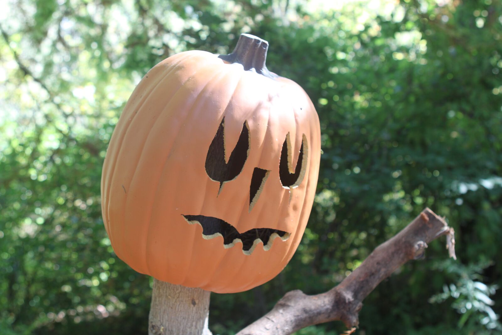 Canon EOS 500D (EOS Rebel T1i / EOS Kiss X3) sample photo. Halloween, holiday, pumpkin photography